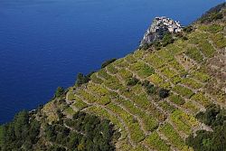 photo cinque terre vineyards